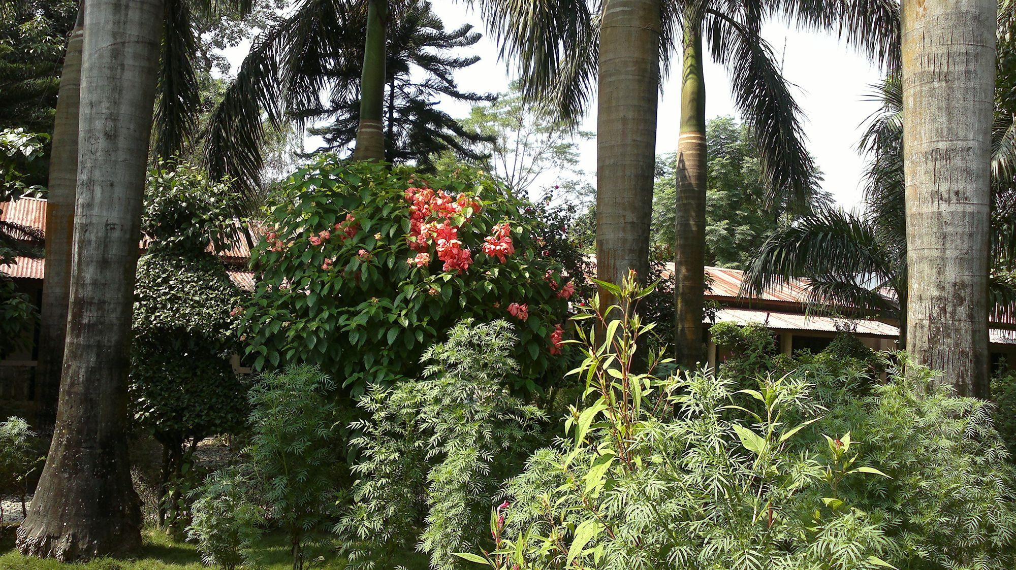 Ama Garden Sauraha Hotel Exterior photo